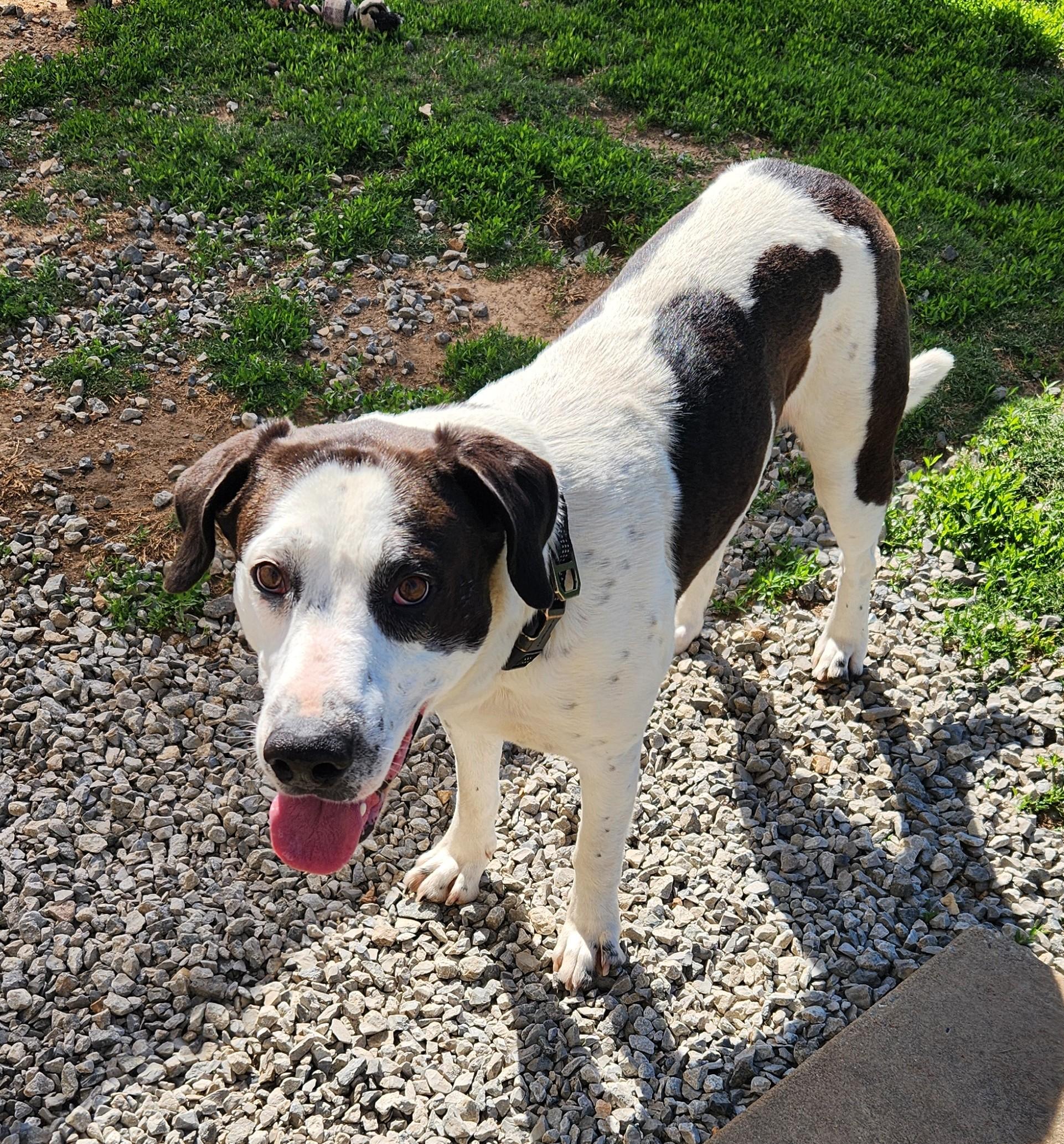 Enlarge Ralph, a ADOPTABLE mixed breed in Siloam Springs, AR image 4/4