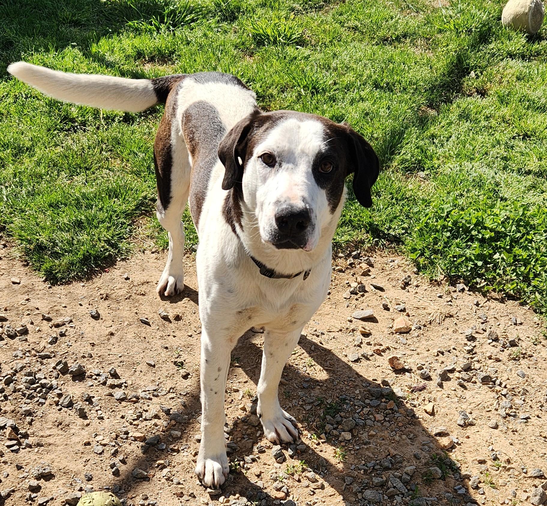 Enlarge Ralph, a ADOPTABLE mixed breed in Siloam Springs, AR image 1/4