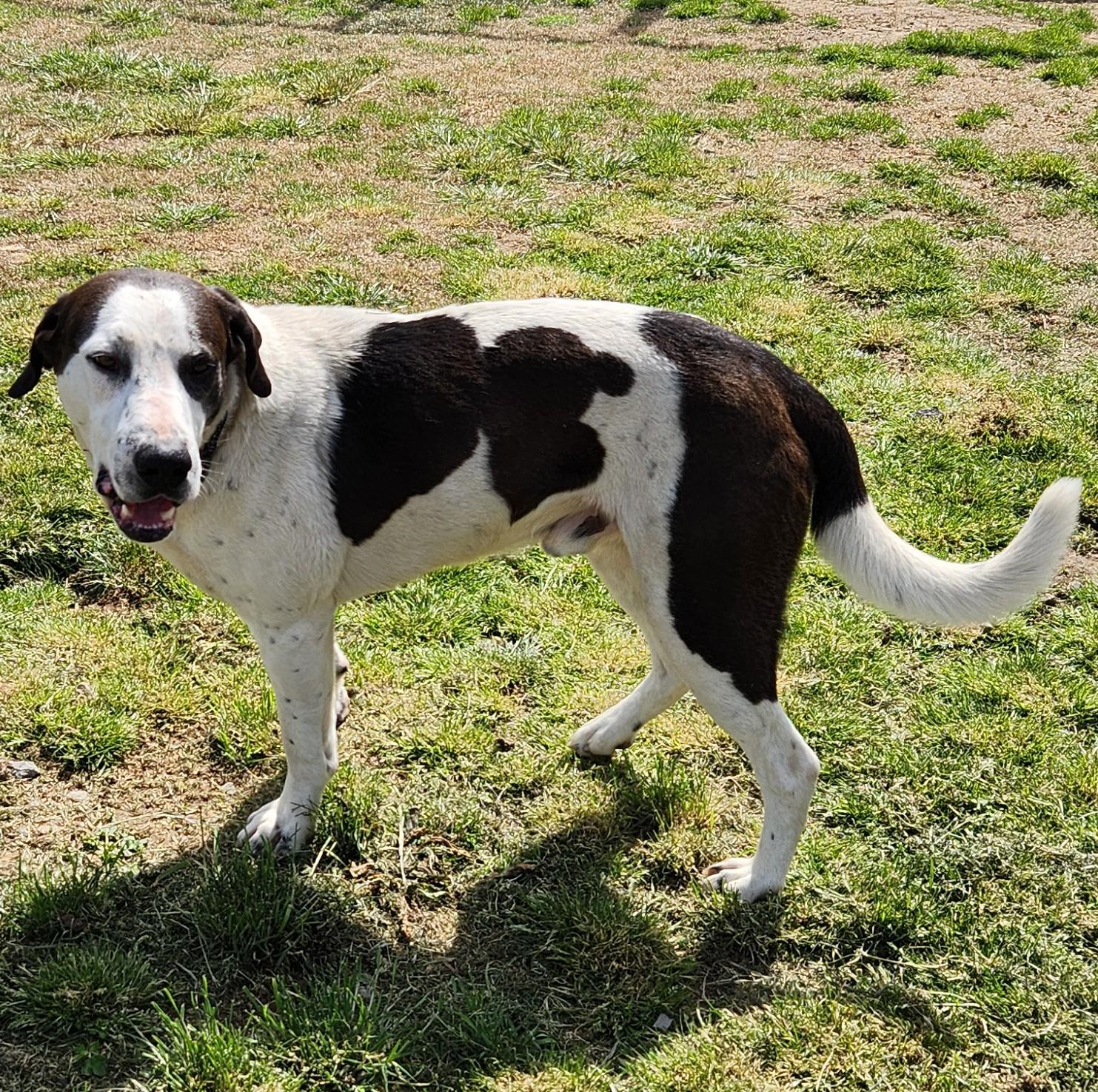 Ralph, a ADOPTABLE mixed breed in Siloam Springs, AR image 3/4