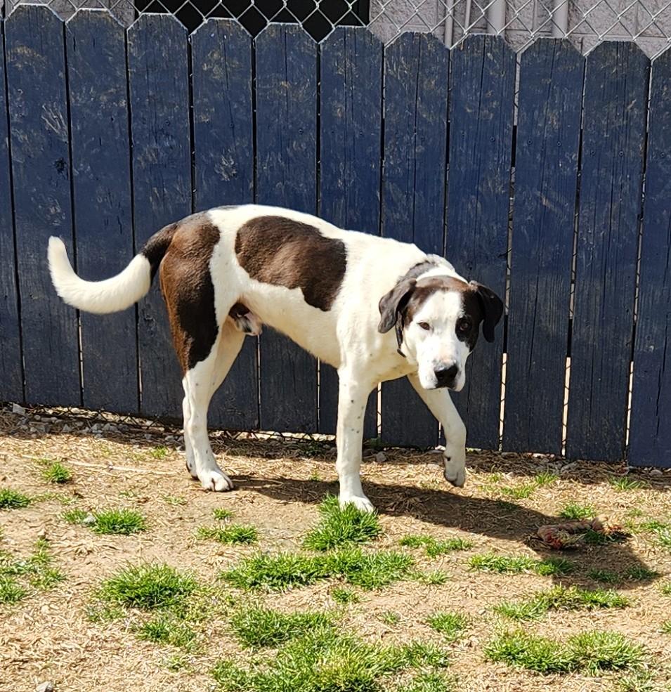Ralph, a ADOPTABLE mixed breed in Siloam Springs, AR image 2/4