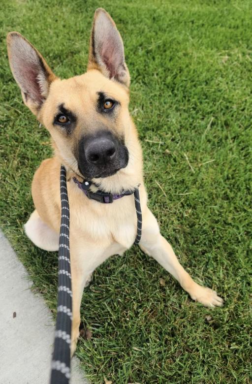 Tambourine, a ADOPTABLE mixed breed in Davis, CA image 6/6
