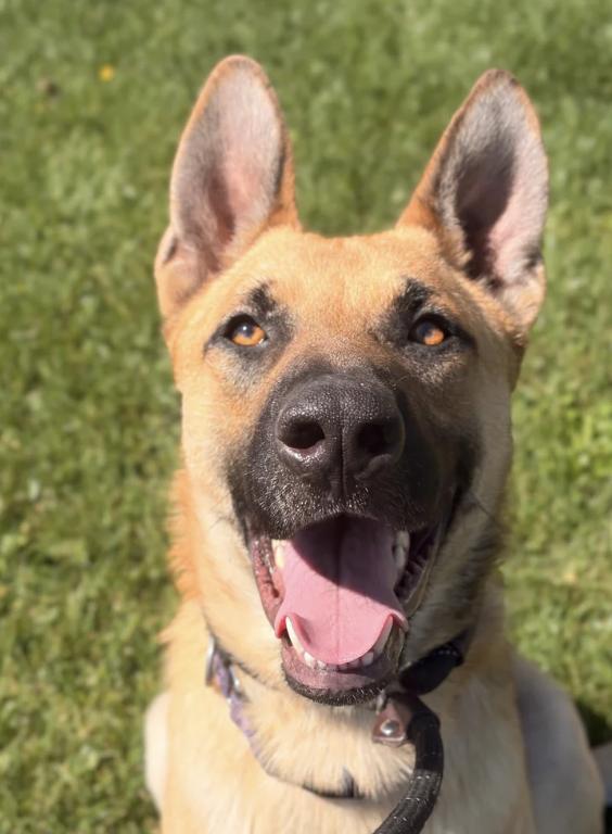 Tambourine, a ADOPTABLE mixed breed in Davis, CA image 3/6