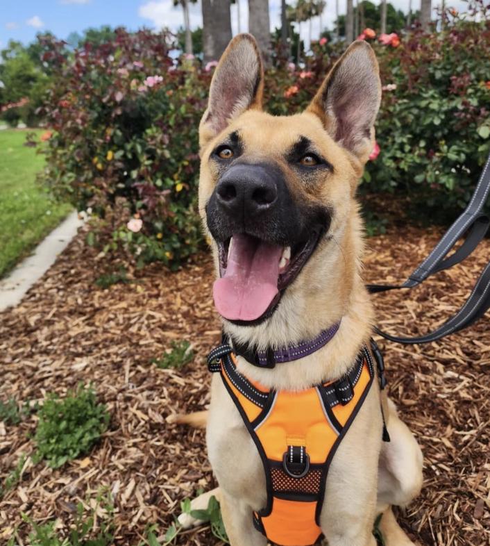 Tambourine, ADOPTABLE, Young Male German Shepherd Dog.