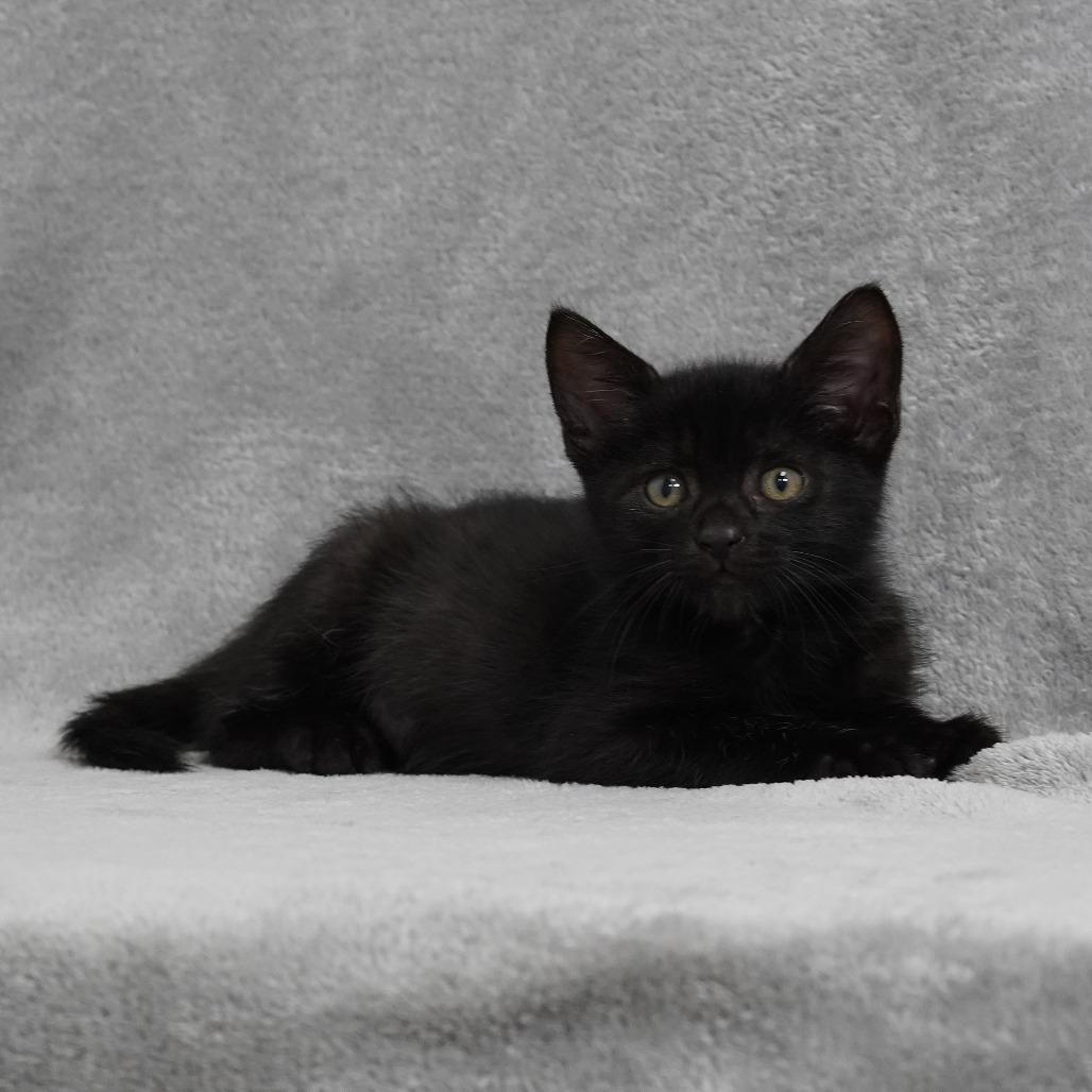 Jack (tan), a Adoptable Domestic Short Hair in Sunnyvale, CA image 1/4