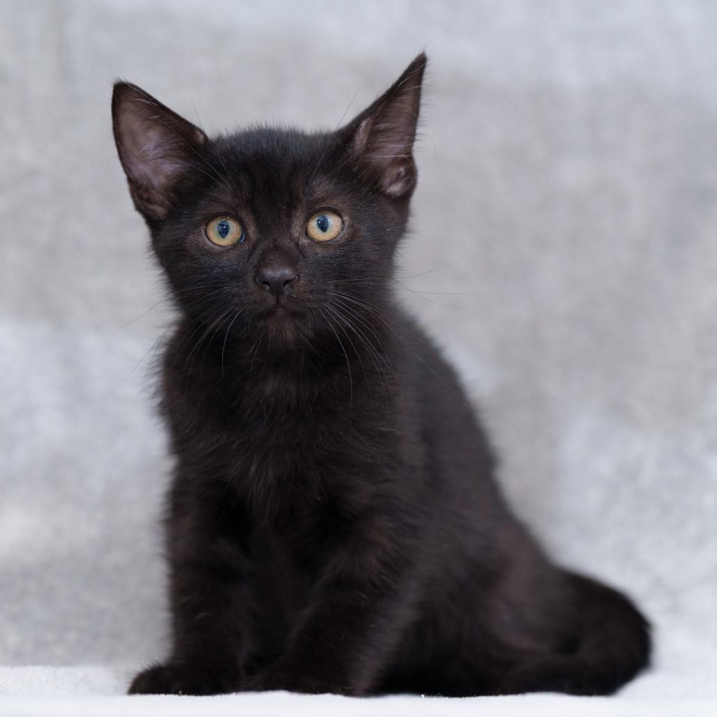 Jack (tan), a Adoptable Domestic Short Hair in Sunnyvale, CA image 2/4