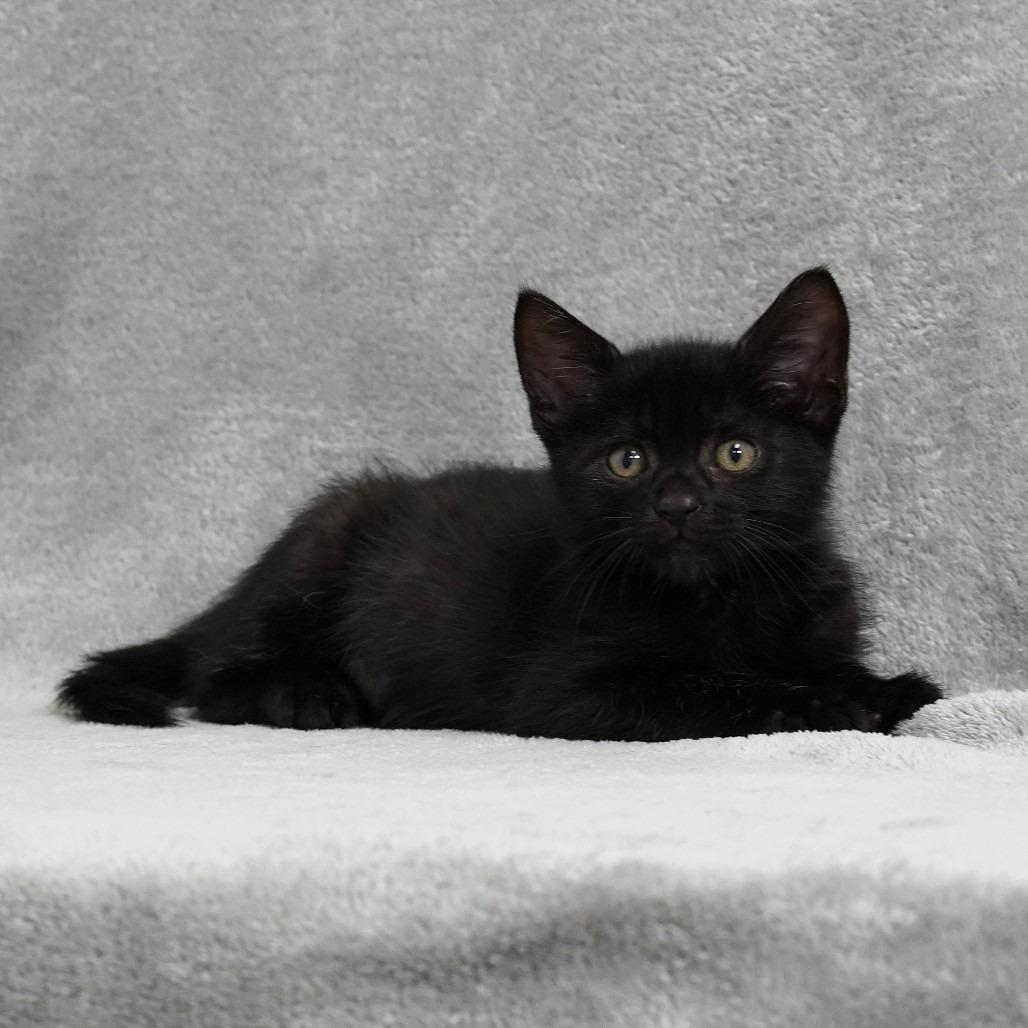 Jack (tan), a Adoptable Domestic Short Hair in Sunnyvale, CA image 3/4