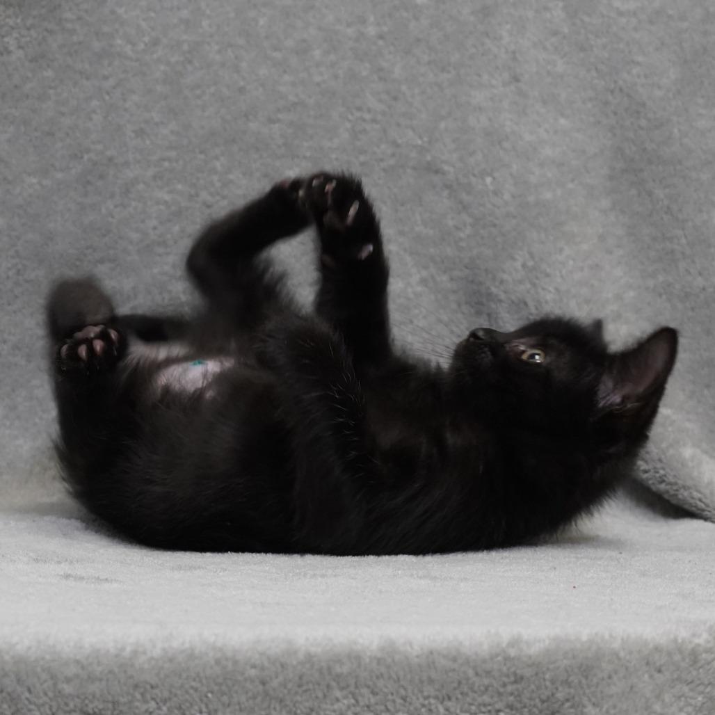 Jack (tan), a Adoptable Domestic Short Hair in Sunnyvale, CA image 4/4