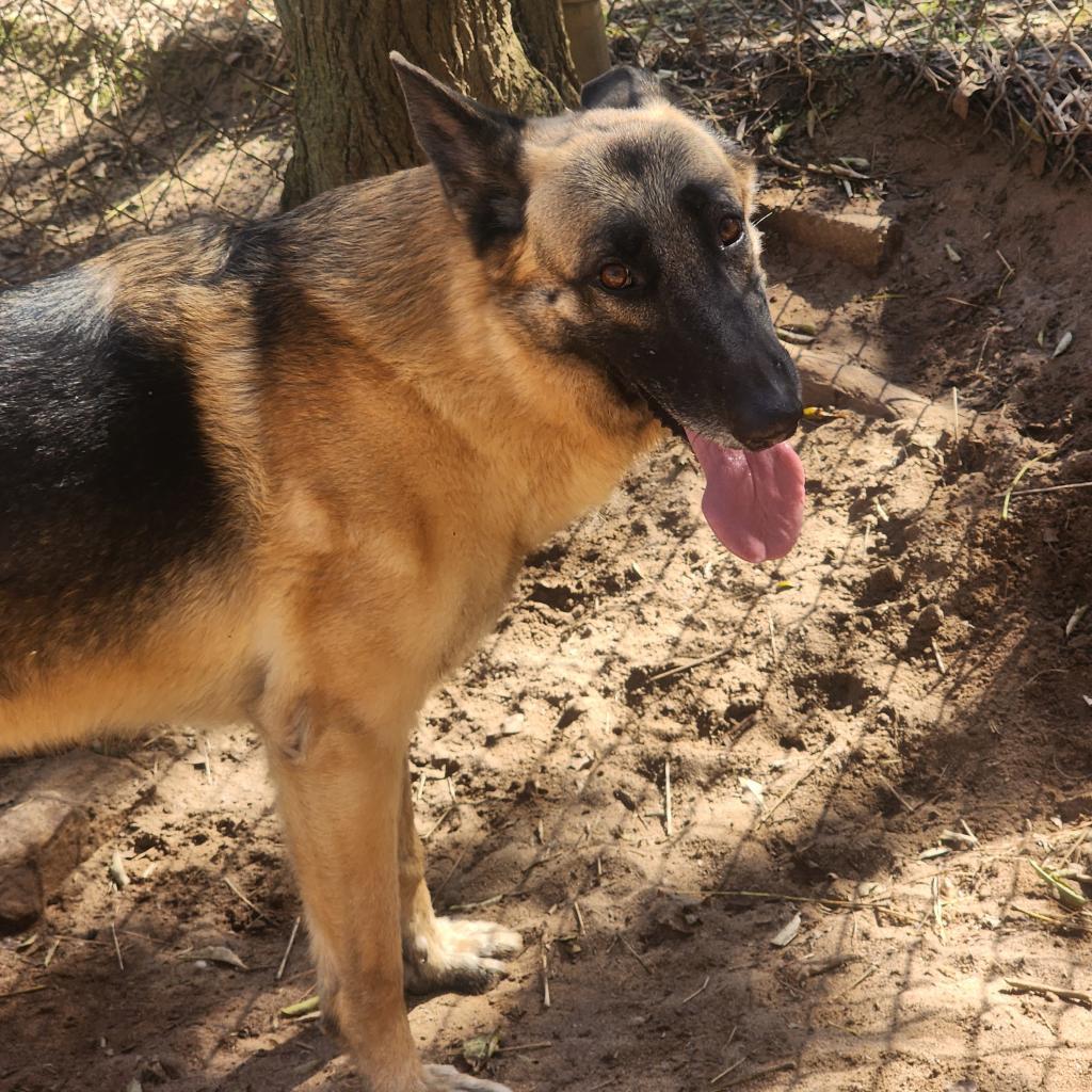 Enlarge Aries, a Adoptable German Shepherd Dog in Lexington, SC image 2/3