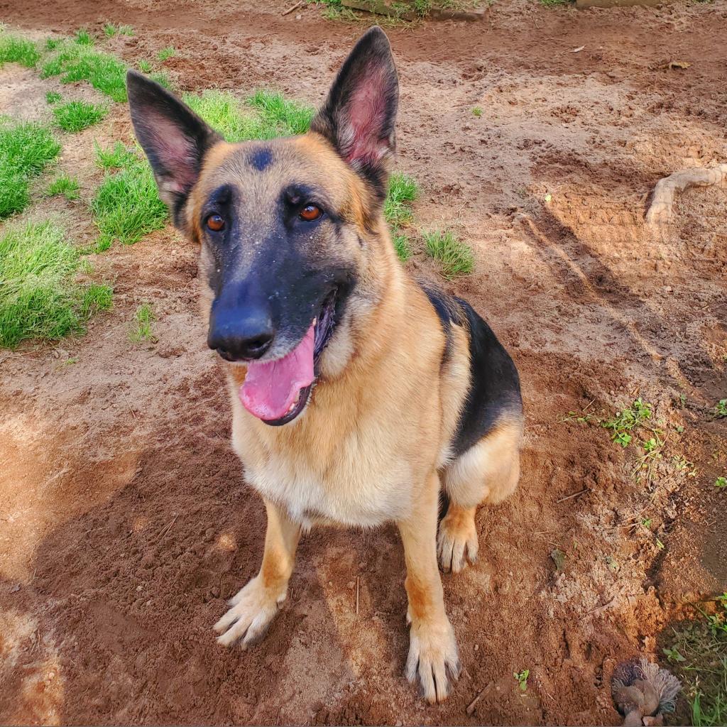Enlarge Aries, a Adoptable German Shepherd Dog in Lexington, SC image 3/3