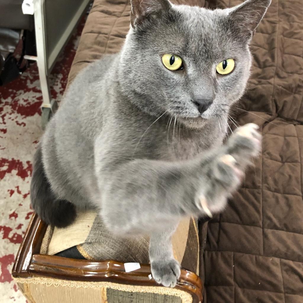 Marshall — thumbnail 3