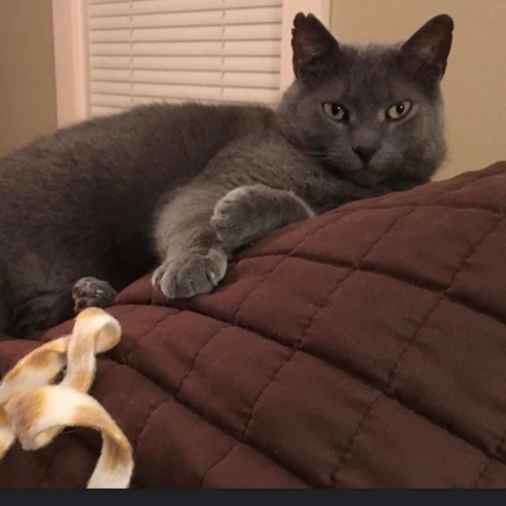 Marshall — thumbnail 4