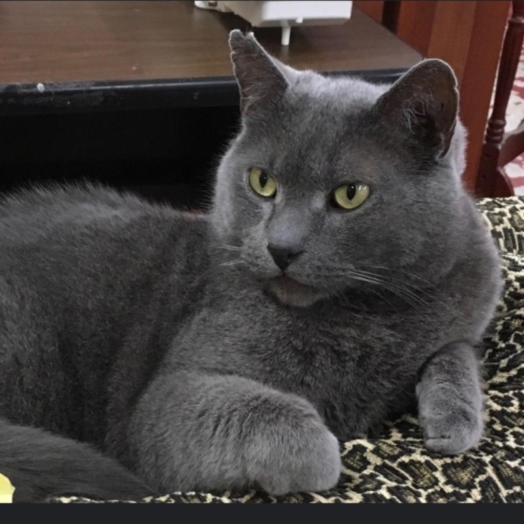 Marshall — thumbnail 5