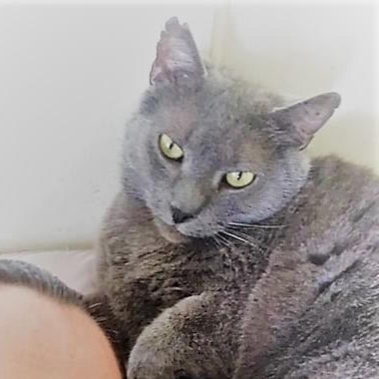 Marshall — thumbnail 6