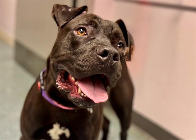 LEROY BROWN, Adoptable, Young Male Pit Bull Terrier.