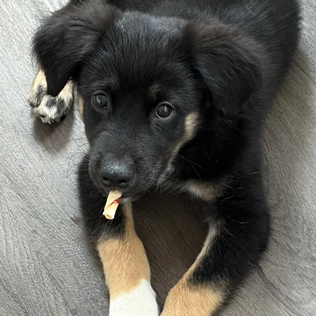 Bowen, Adopted, Puppy Male Border Collie & Mixed Breed.