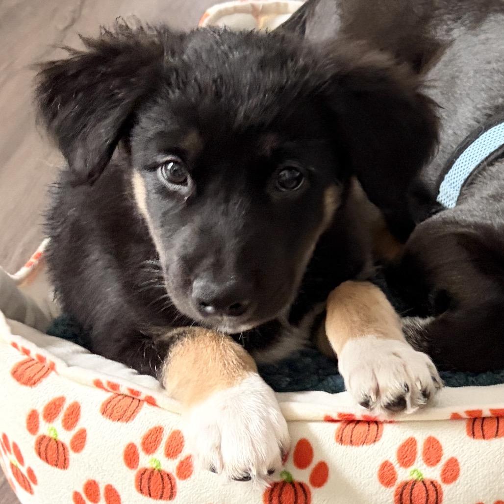 Enlarge Bowen, a Adopted mixed breed in Overland Park, KS image 2/5