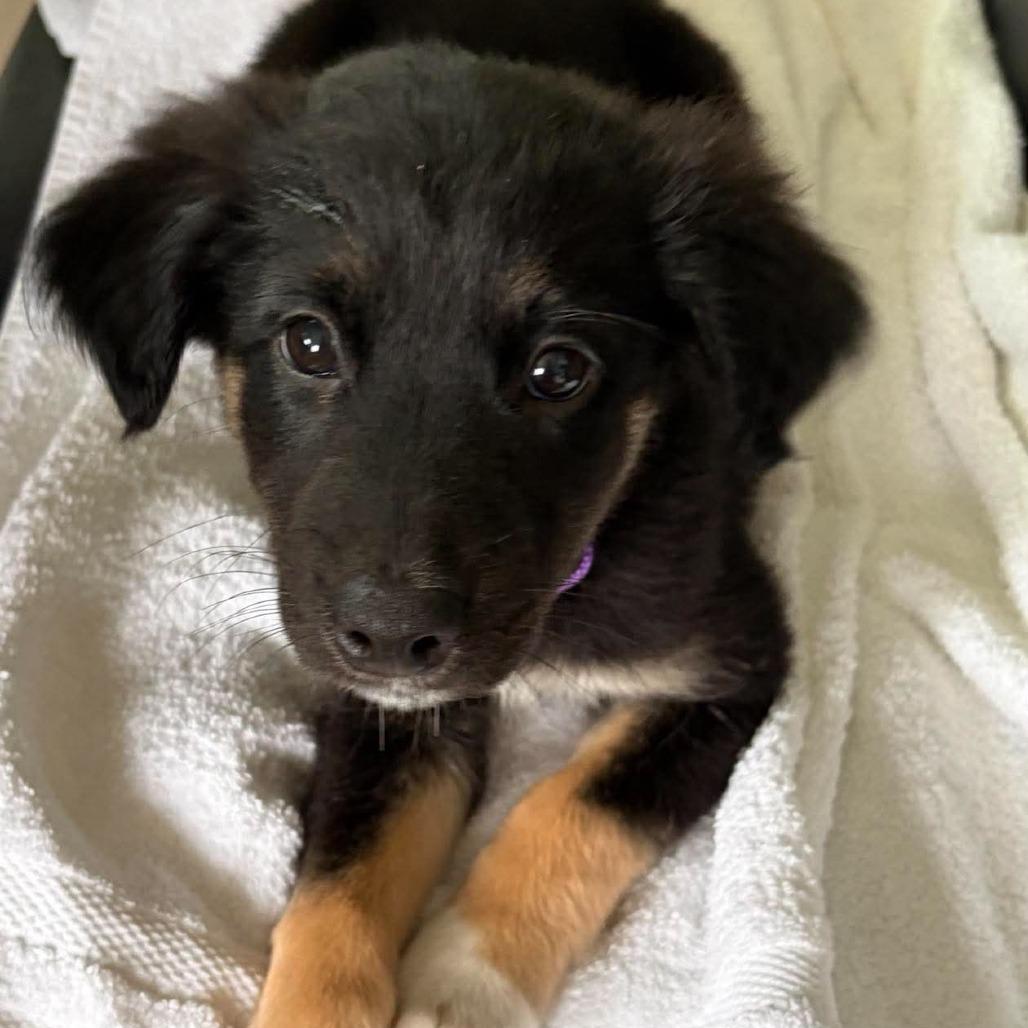 Enlarge Bowen, a Adopted mixed breed in Overland Park, KS image 3/5