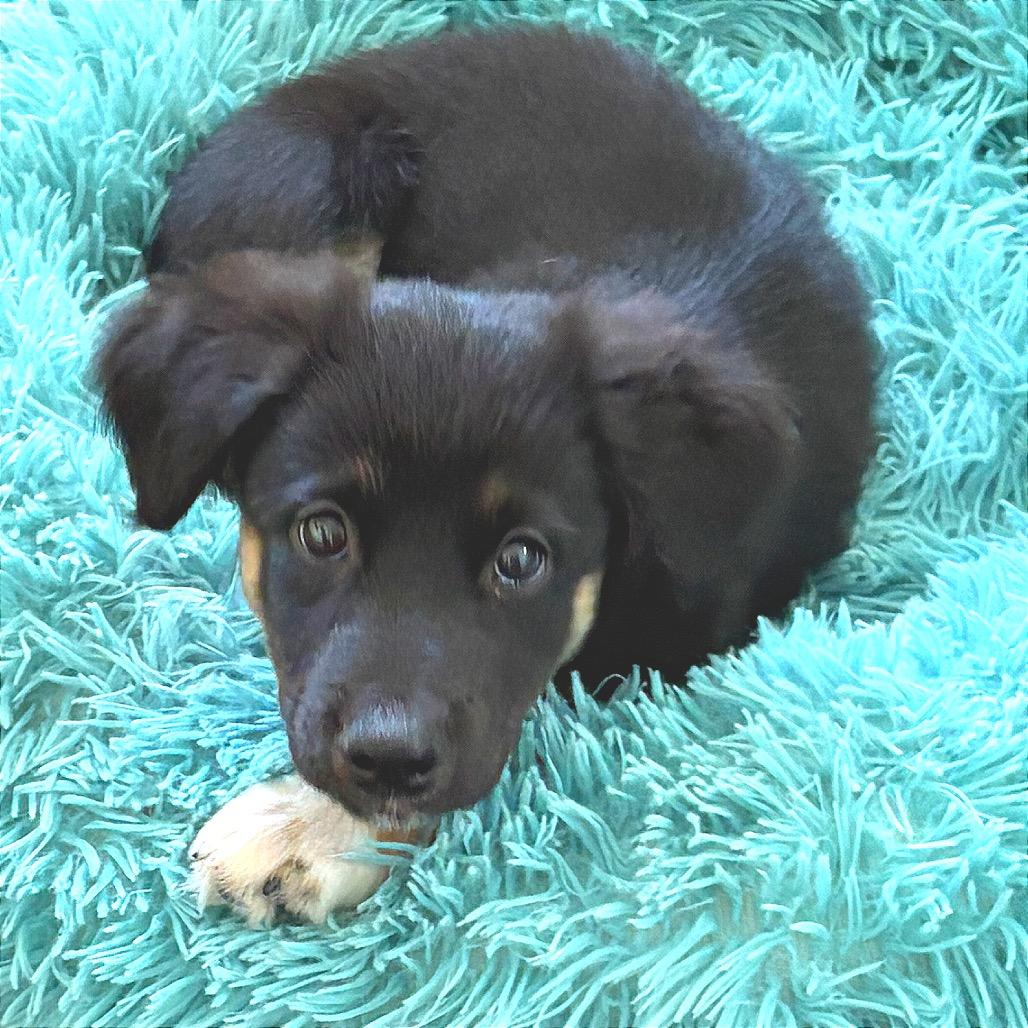 Enlarge Bowen, a Adopted mixed breed in Overland Park, KS image 4/5