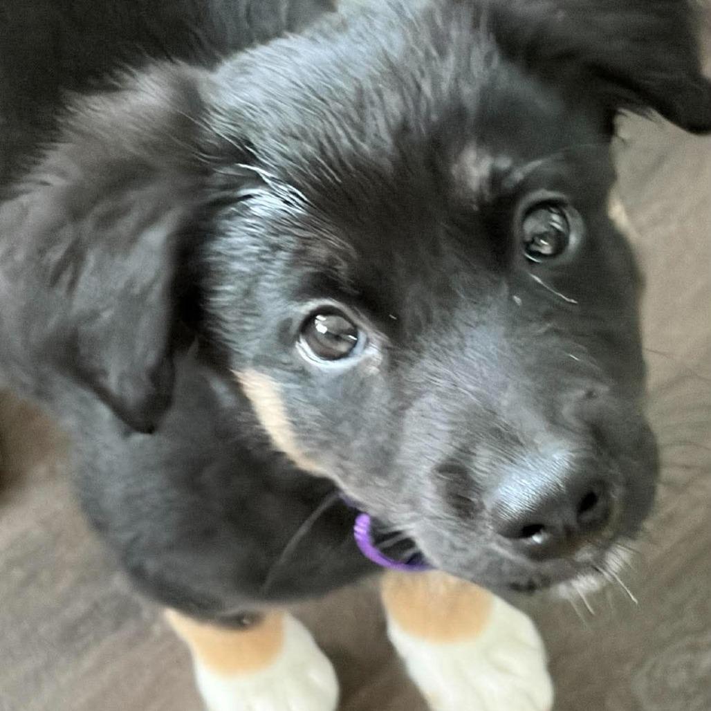 Enlarge Bowen, a Adopted mixed breed in Overland Park, KS image 5/5
