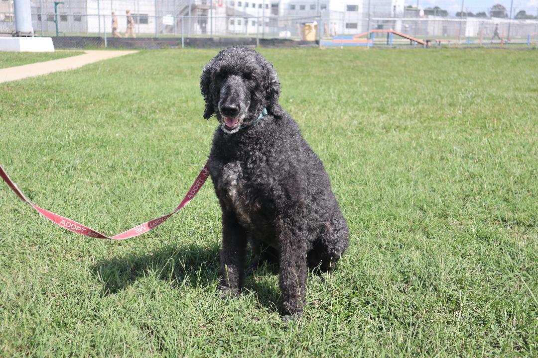Enlarge Piper, a Adoptable Poodle in Goshen, KY image 1/2