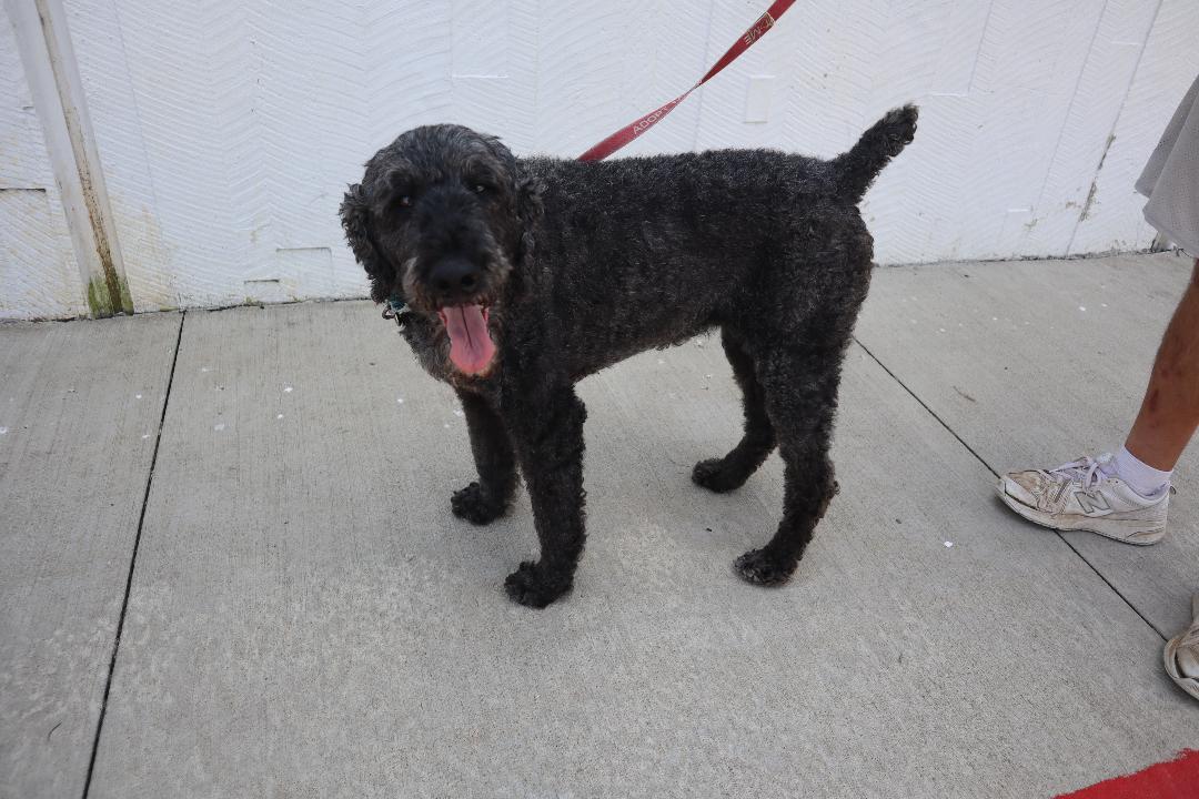Enlarge Piper, a Adoptable Poodle in Goshen, KY image 2/2