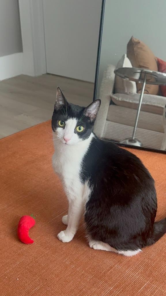 Kelly (meet me in foster care!), Adoptable, Young Female Domestic Short Hair.