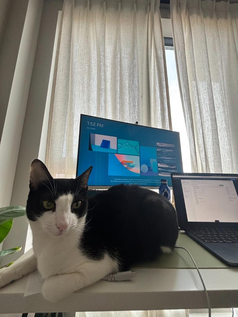 Enlarge Kelly (meet me in foster care!), a Adoptable mixed breed in Brooklyn, NY image 2/5