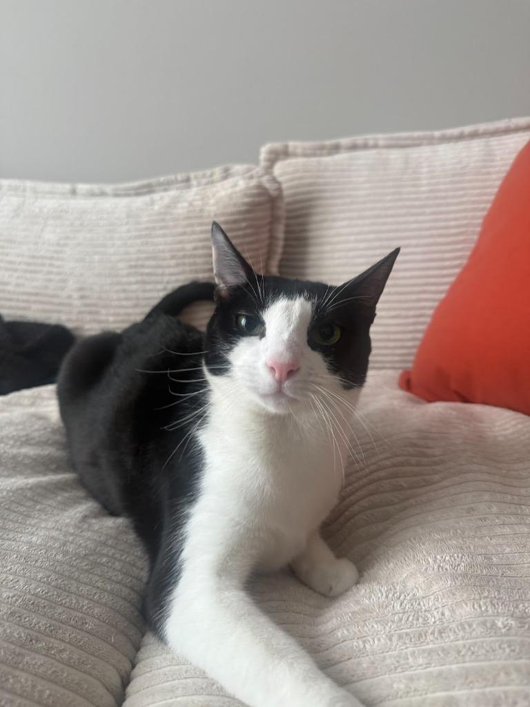 Enlarge Kelly (meet me in foster care!), a Adoptable mixed breed in Brooklyn, NY image 3/5