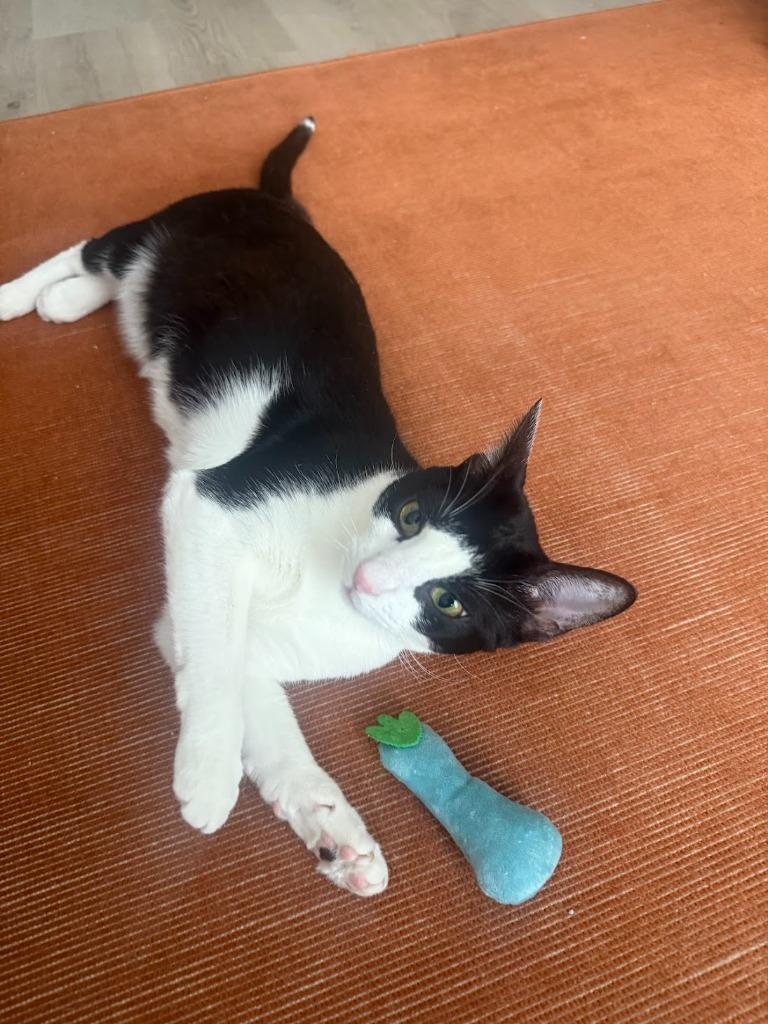 Enlarge Kelly (meet me in foster care!), a Adoptable mixed breed in Brooklyn, NY image 4/5