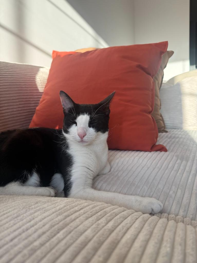 Enlarge Kelly (meet me in foster care!), a Adoptable mixed breed in Brooklyn, NY image 5/5