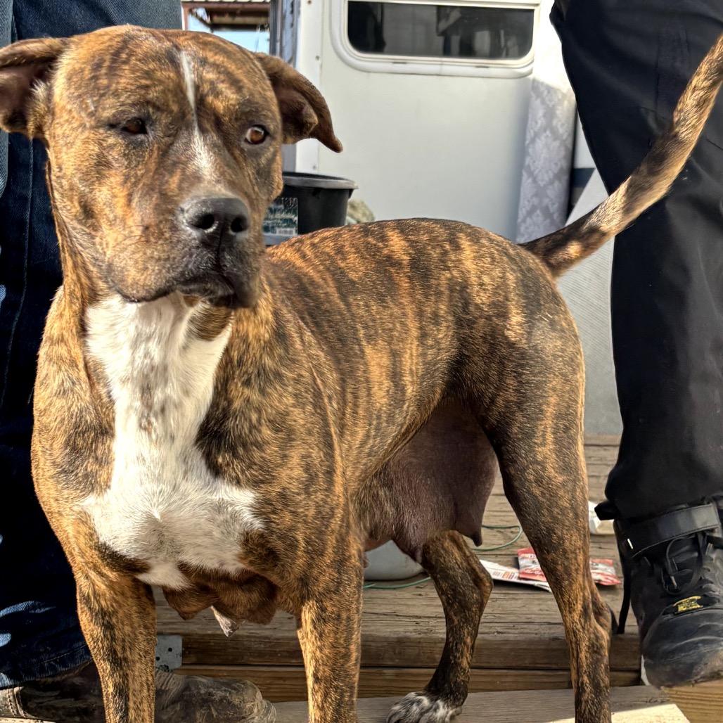 Lucy, Adoptable, Adult Female Pit Bull Terrier.