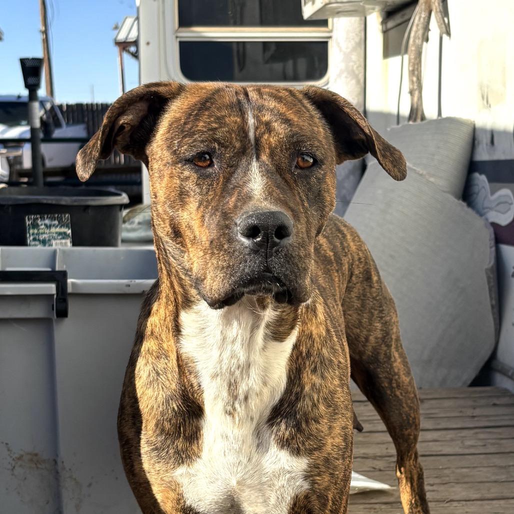 Enlarge Lucy, a Adoptable Pit Bull Terrier in Midland, TX image 2/2