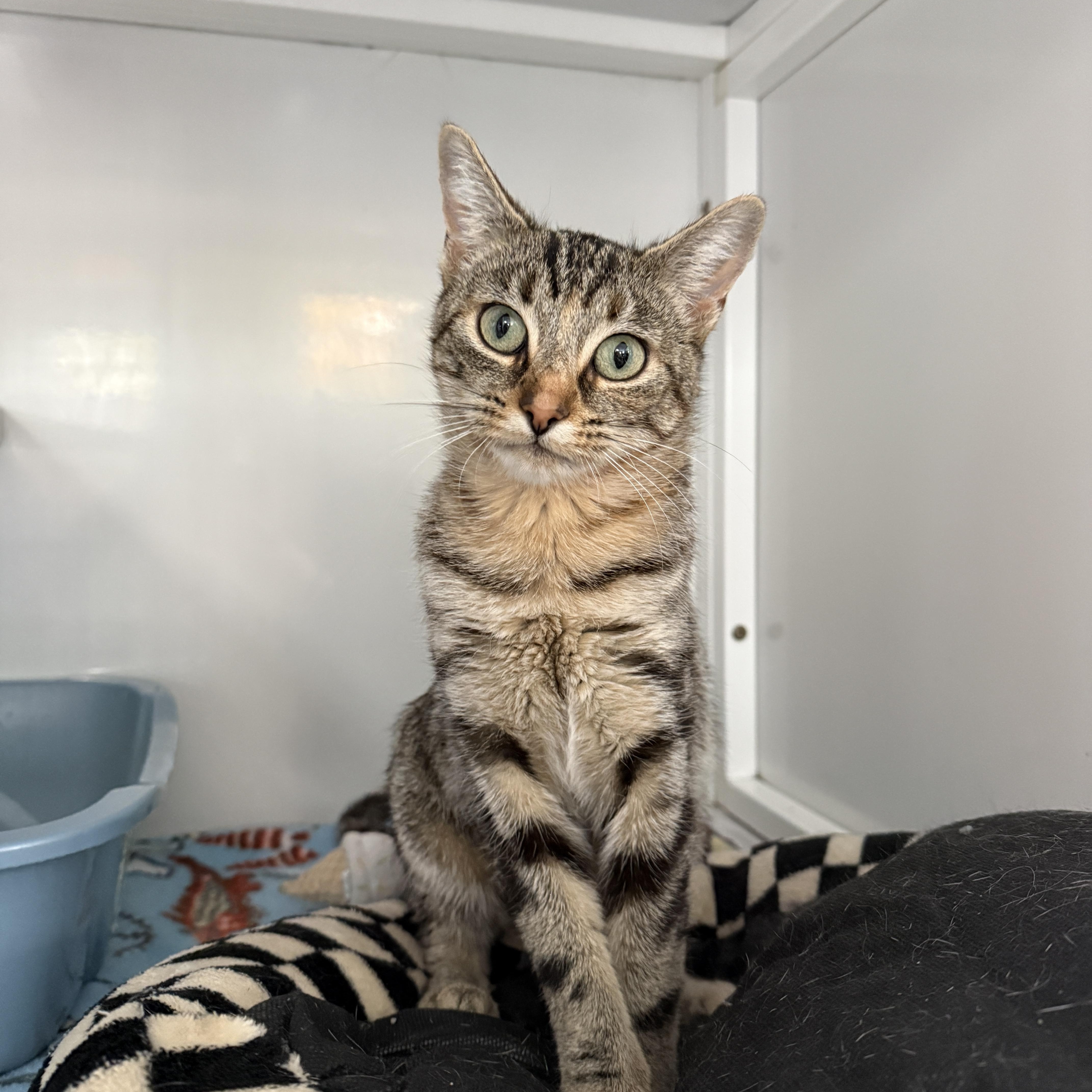 Enlarge Diamond, a Adoptable Domestic Short Hair in Oconto, WI image 1/2