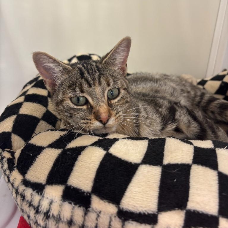 Enlarge Diamond, a Adoptable Domestic Short Hair in Oconto, WI image 2/2