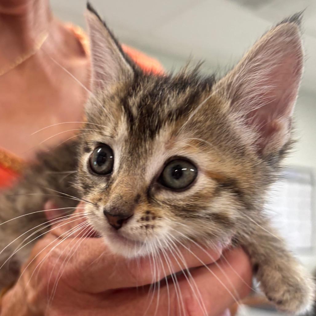 Scarlett 94C25, Adoptable, Kitten Female Domestic Short Hair & Domestic Short Hair.