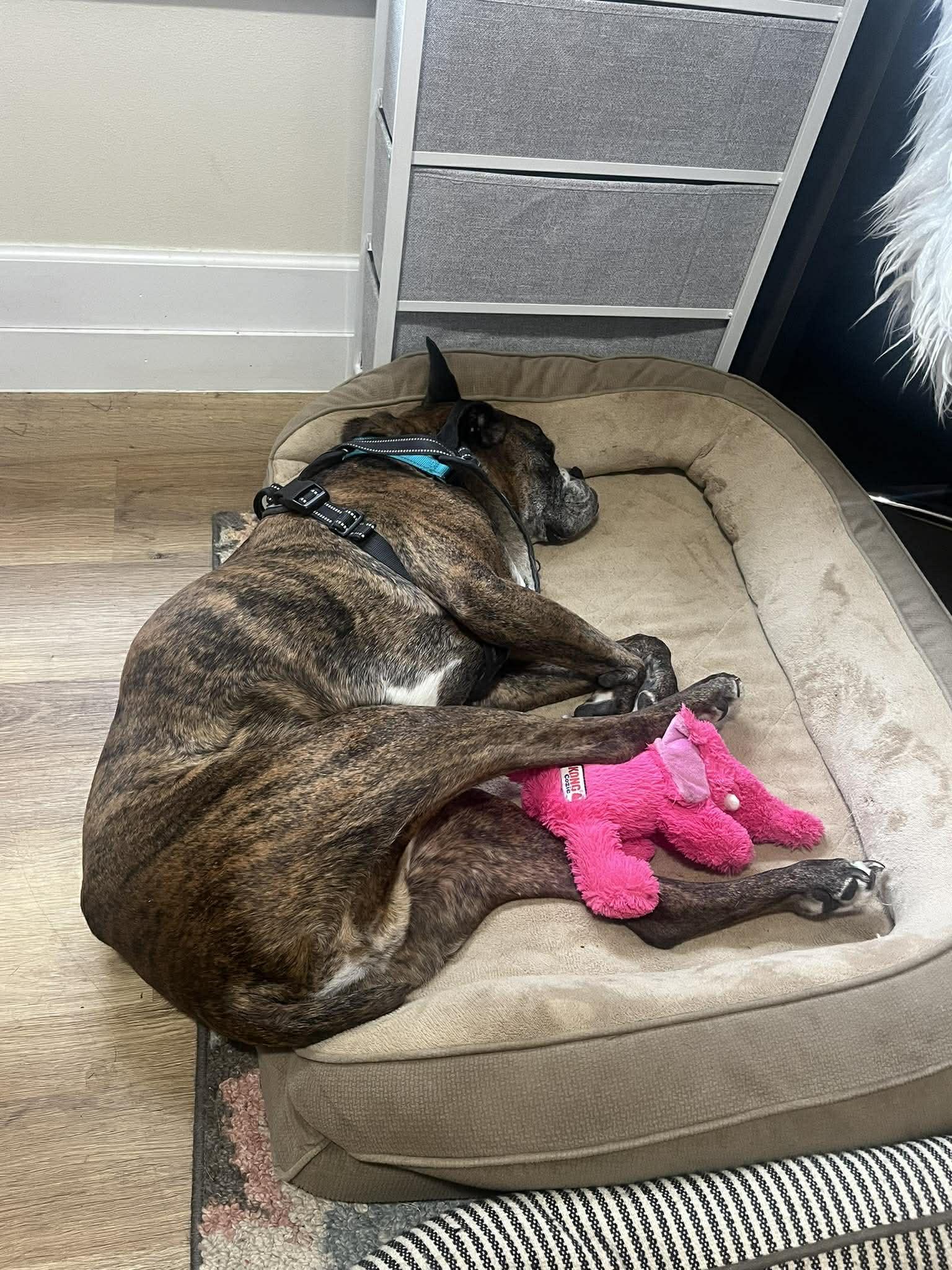 Buddy, Adoptable, Senior Male Boxer.