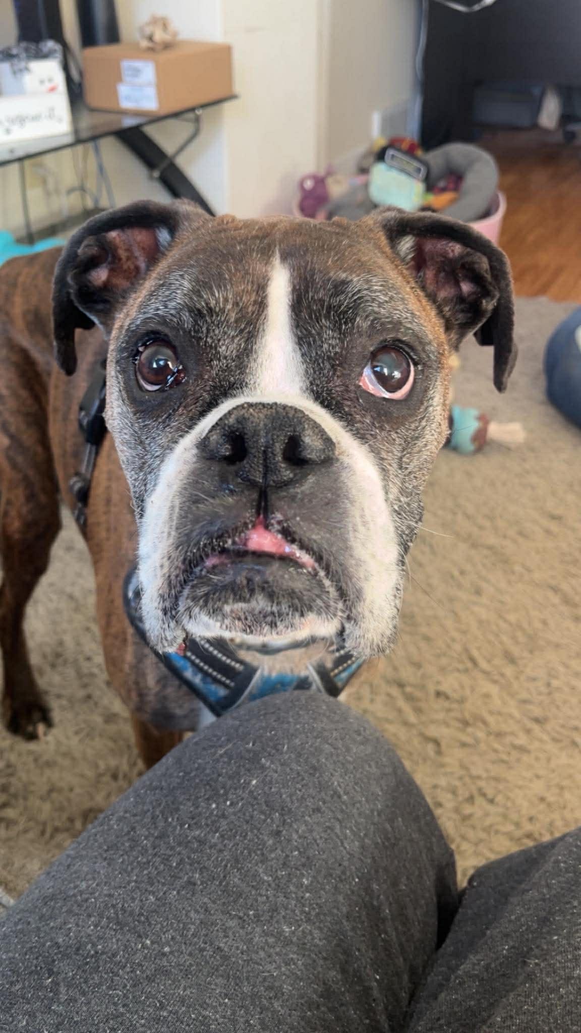 Enlarge Buddy, a Adoptable Boxer in Owatonna, MN image 2/3