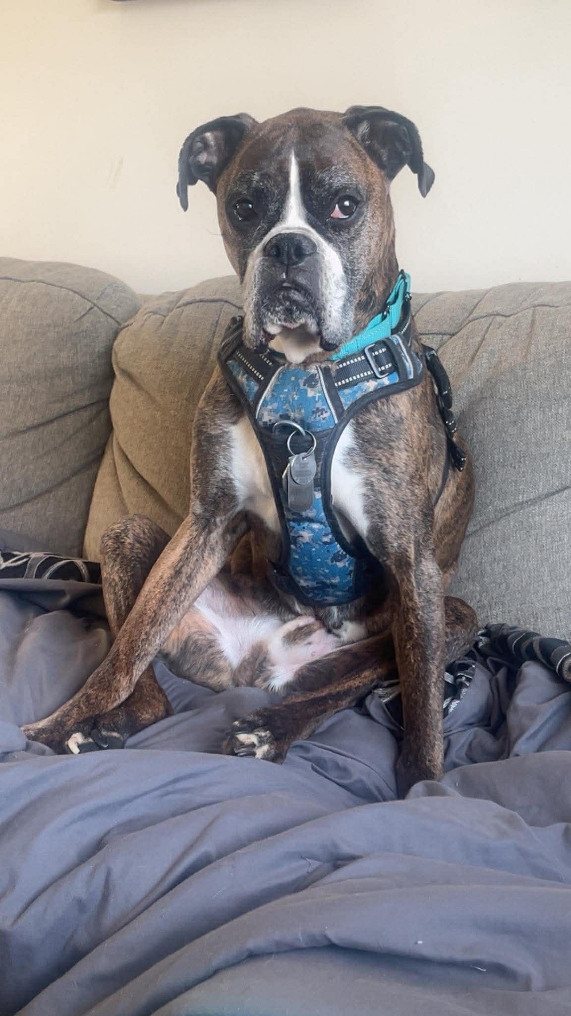 Enlarge Buddy, a Adoptable Boxer in Owatonna, MN image 3/3