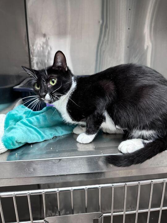 Martha, Adoptable, Young Female Domestic Short Hair.