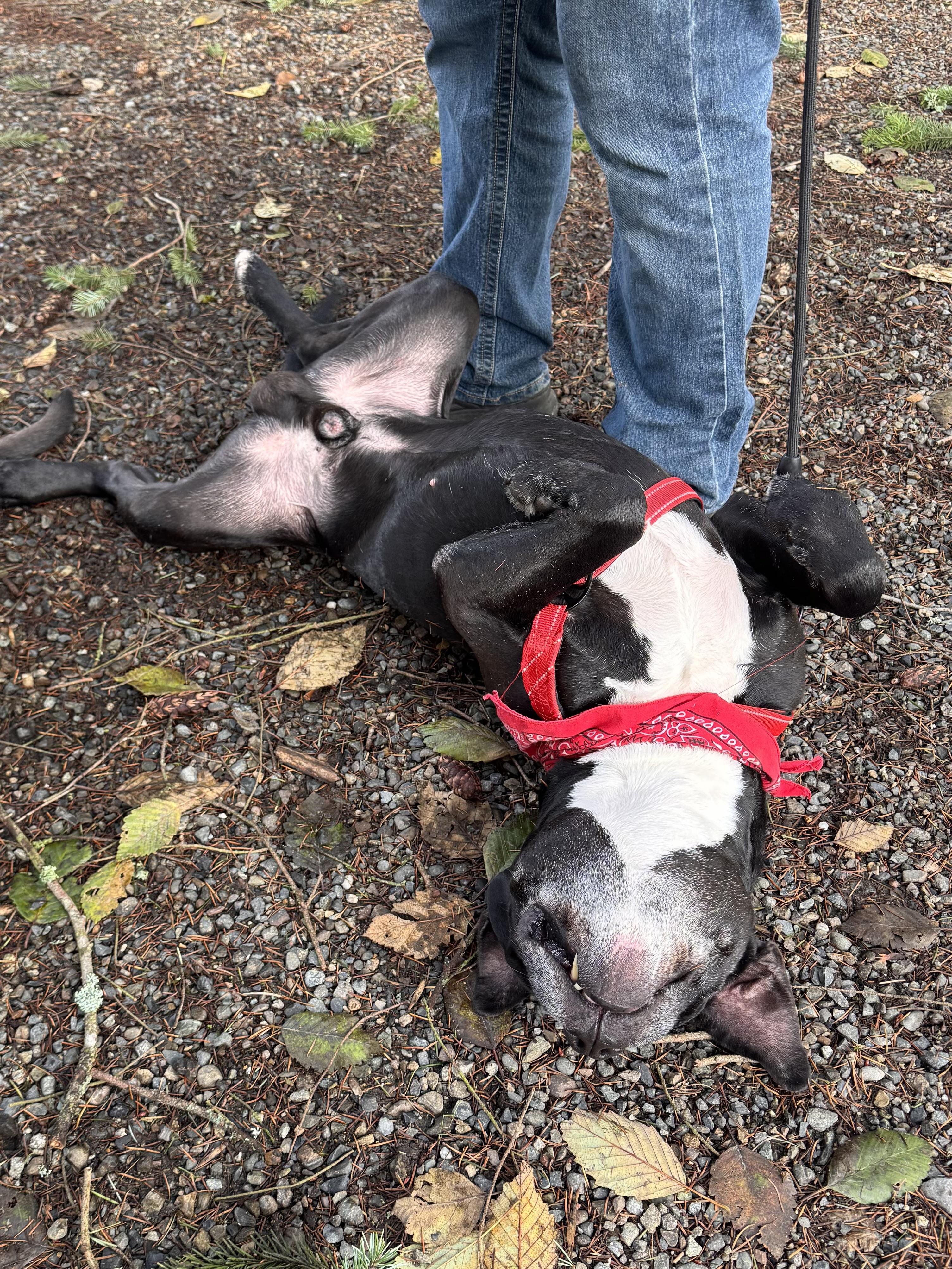 Enlarge Chief , a ADOPTABLE mixed breed in Olympia, WA image 2/6
