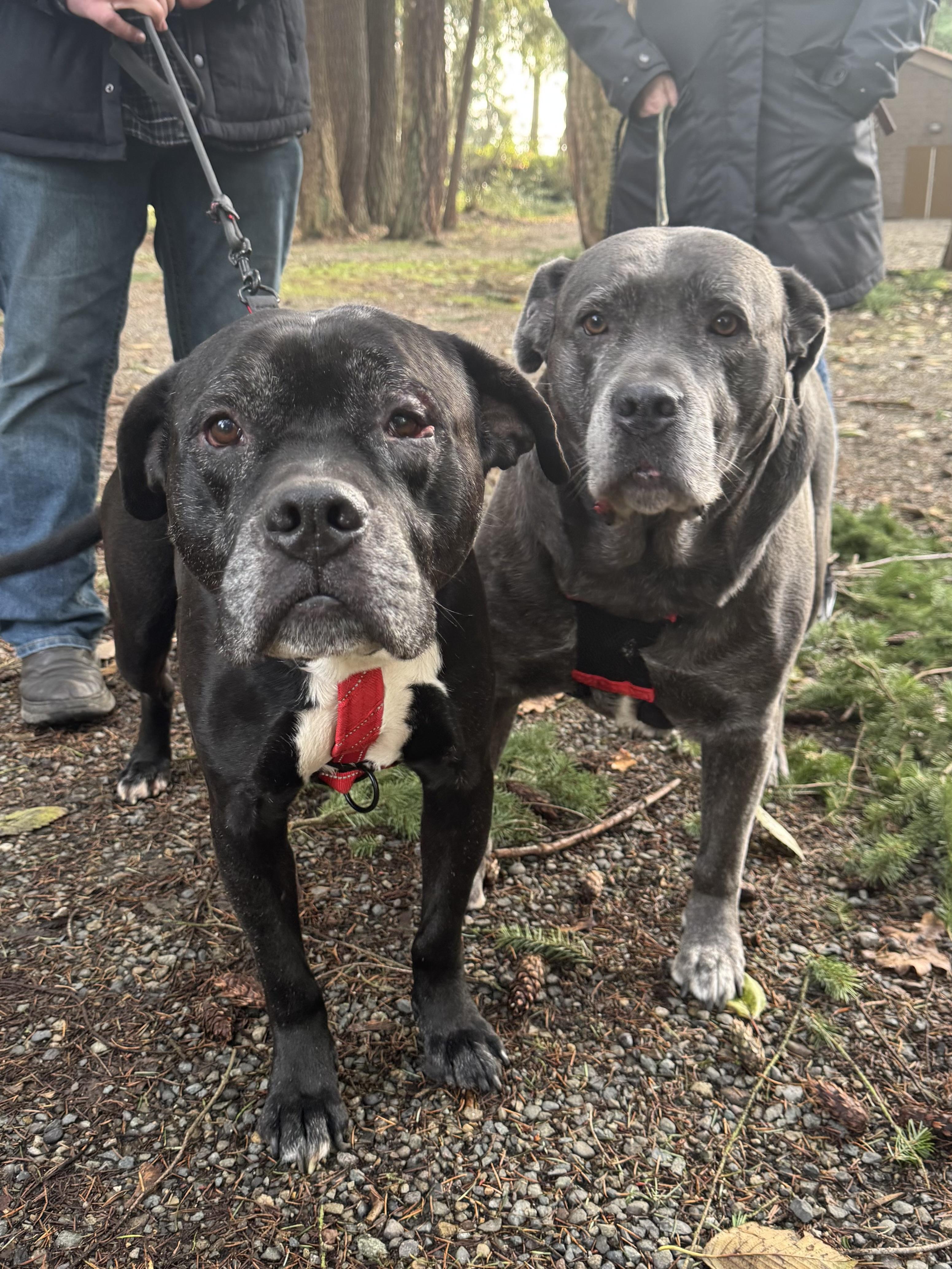 Enlarge Chief , a ADOPTABLE mixed breed in Olympia, WA image 3/6