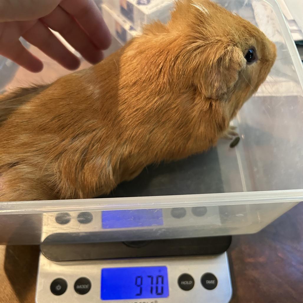 Noah, Adoptable, Young Male Guinea Pig.