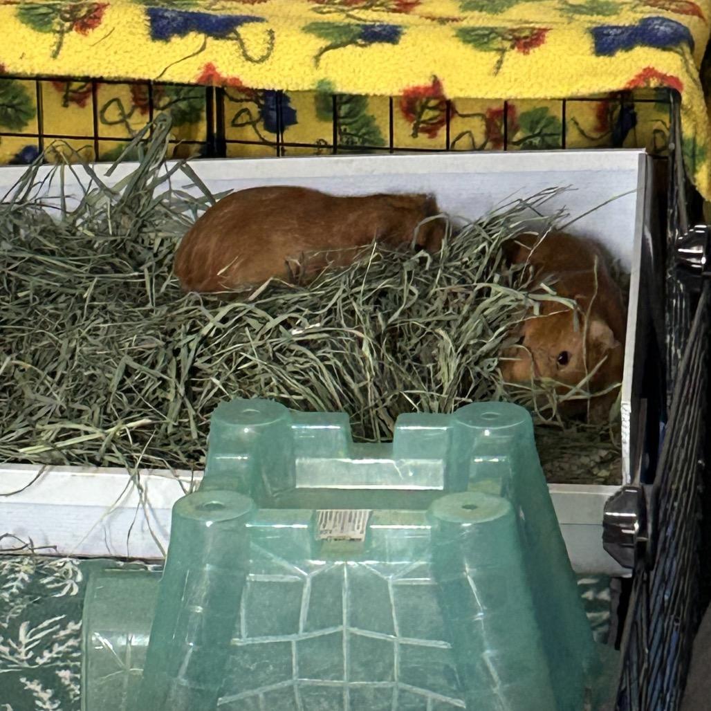 Enlarge Noah, a Adoptable Guinea Pig in Las Vegas, NV image 2/4