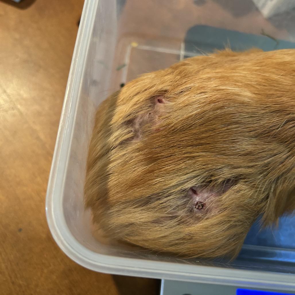 Enlarge Noah, a Adoptable Guinea Pig in Las Vegas, NV image 3/4