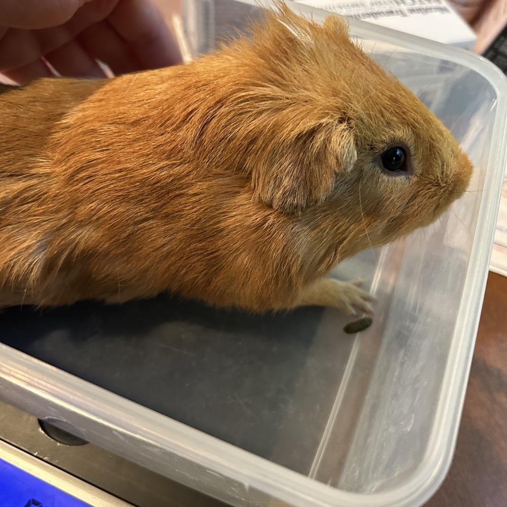 Enlarge Noah, a Adoptable Guinea Pig in Las Vegas, NV image 4/4