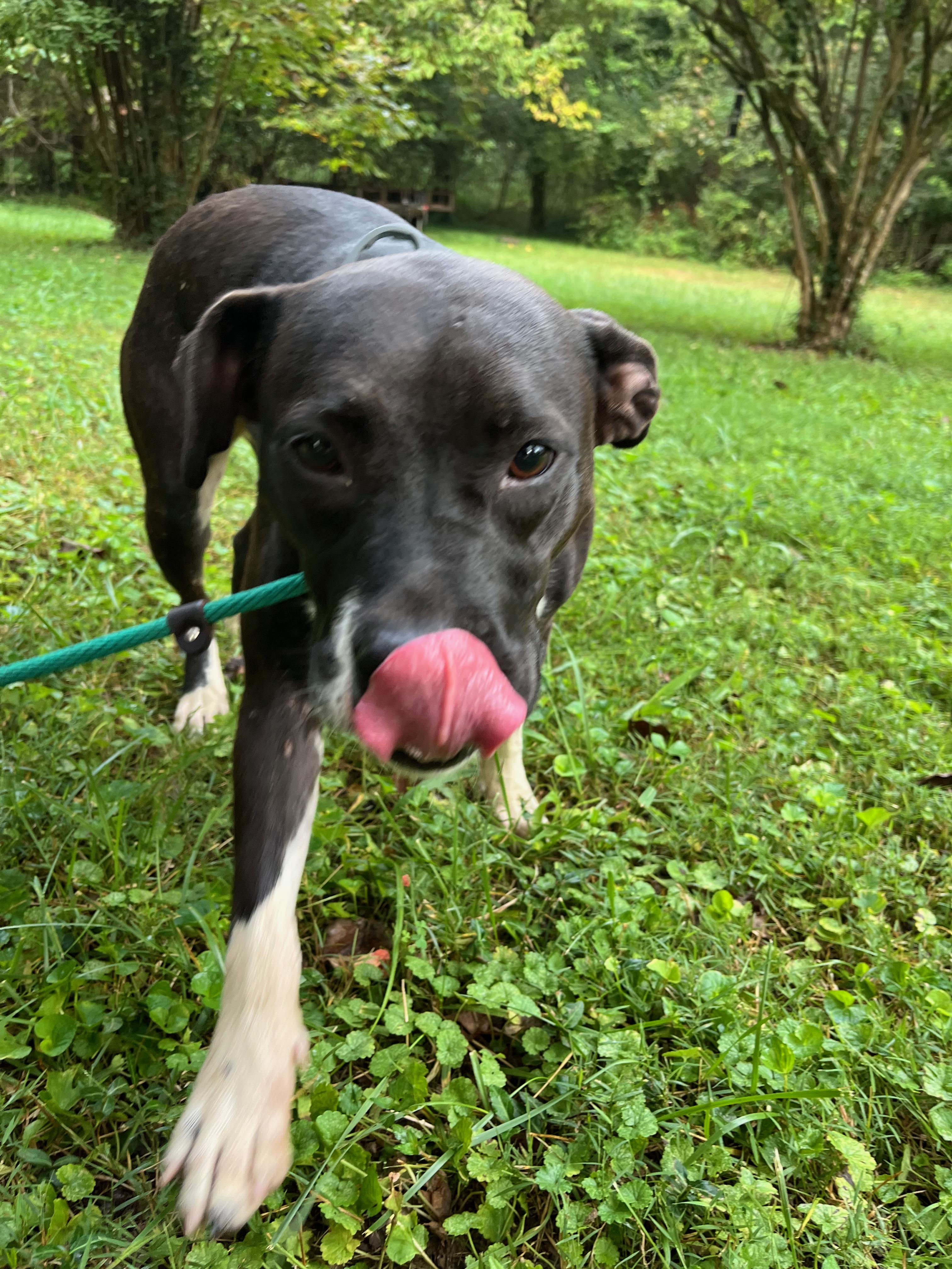 Enlarge Caroline, a Adopted American Bully in Powell, TN image 4/5