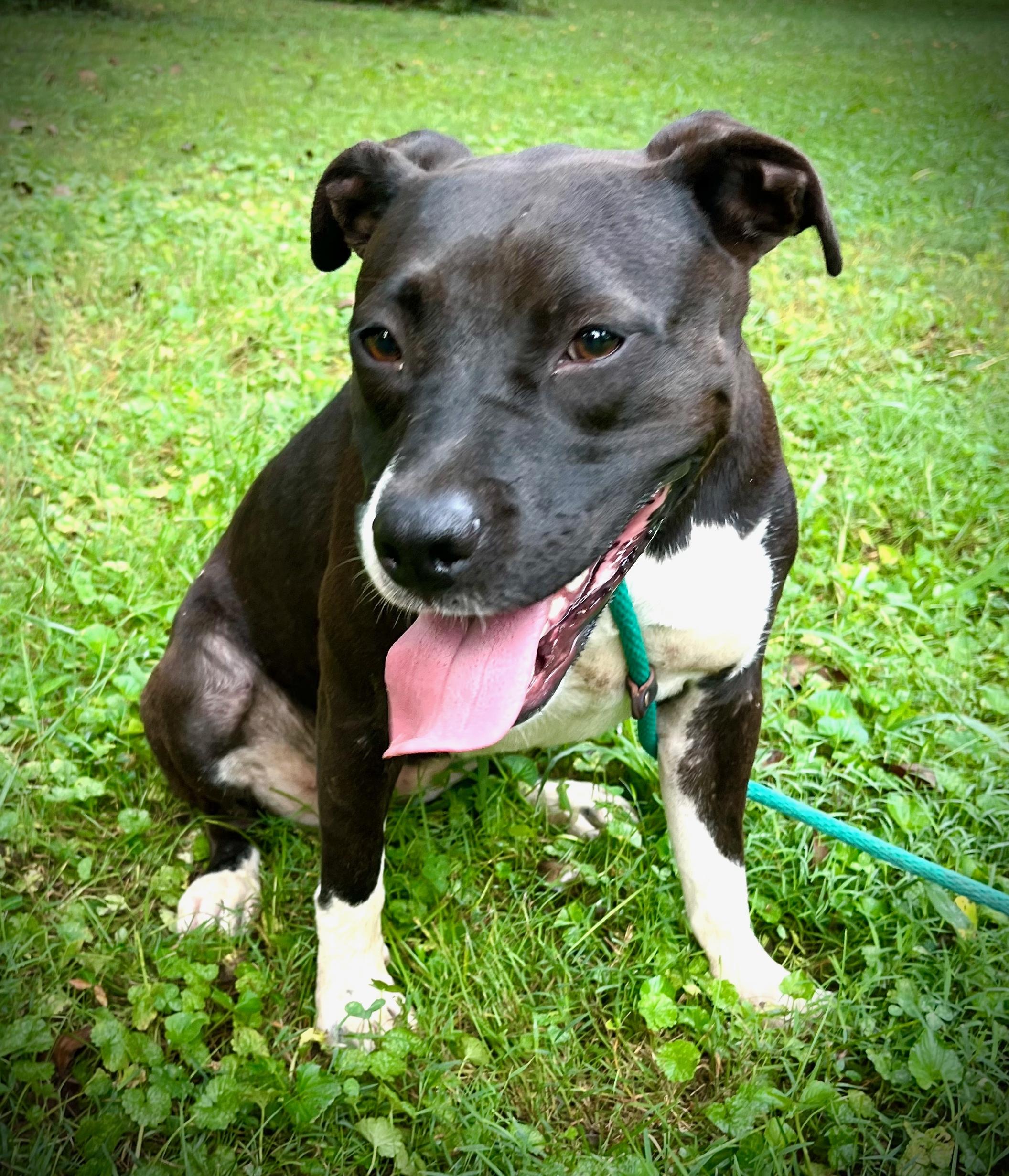 Caroline, Adopted, Young Female American Bully.