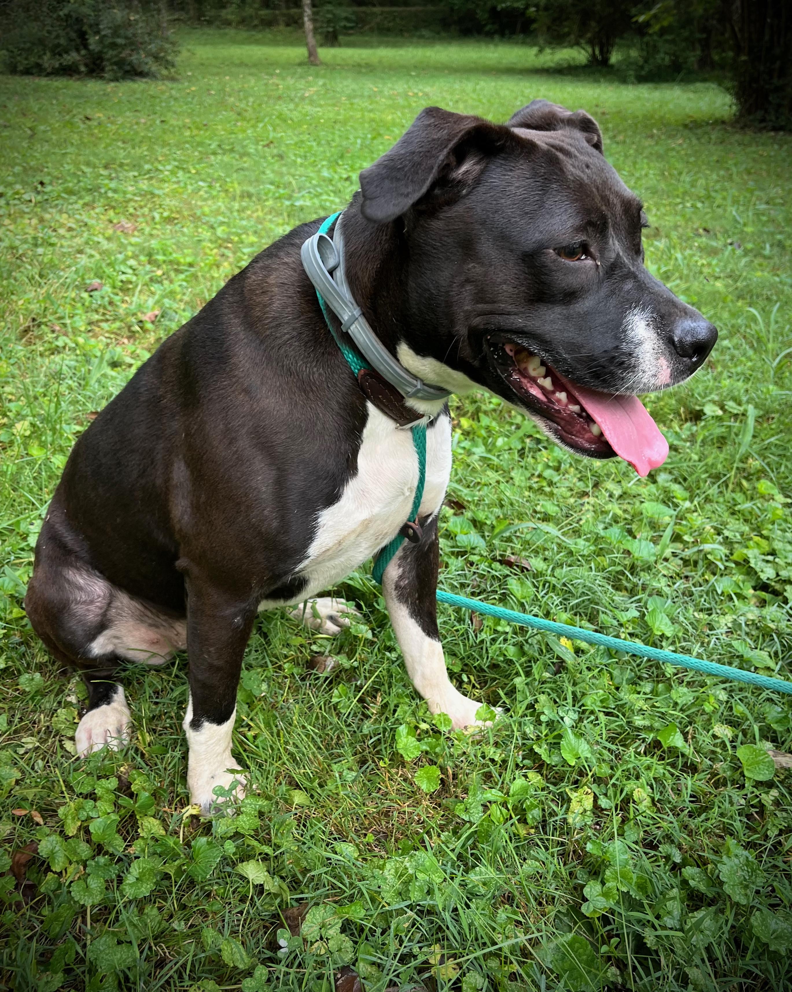 Enlarge Caroline, a Adopted American Bully in Powell, TN image 3/5