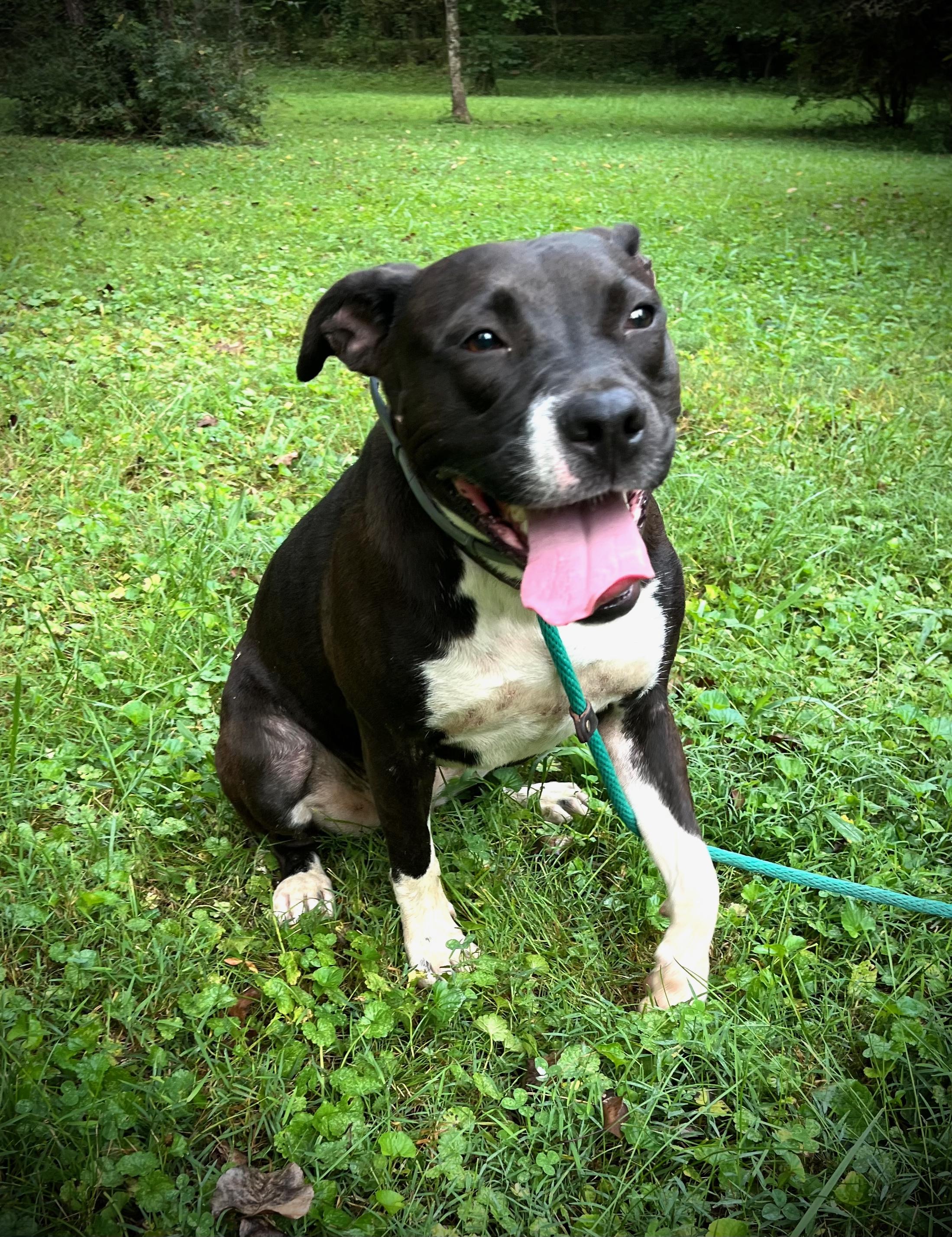 Enlarge Caroline, a Adopted American Bully in Powell, TN image 2/5