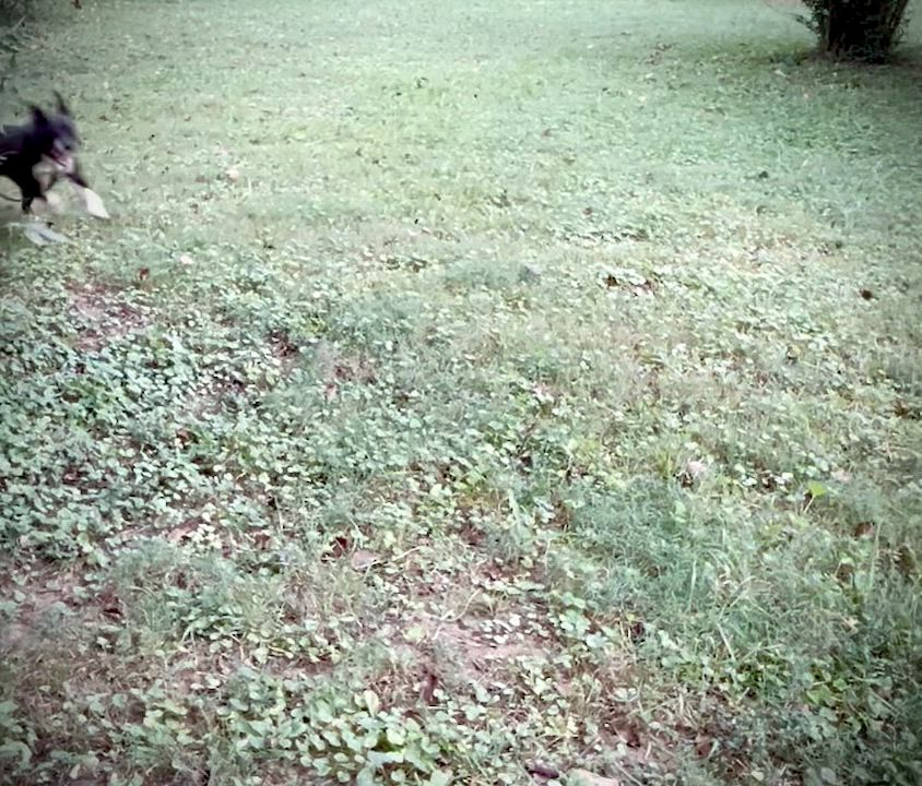 Enlarge Caroline, a Adopted American Bully in Powell, TN video 5/5